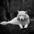 wolfthewhite thumbnail