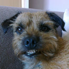 terrier43 thumbnail