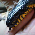 rainbowsnakes thumbnail