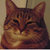 Cat thumbnail
