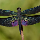 dragonfly17 thumbnail