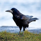 Eight Rooks thumbnail