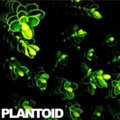 Plantoid image