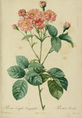 Róża image