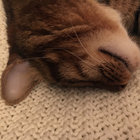 becabeewho thumbnail