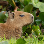 babylamb89 thumbnail