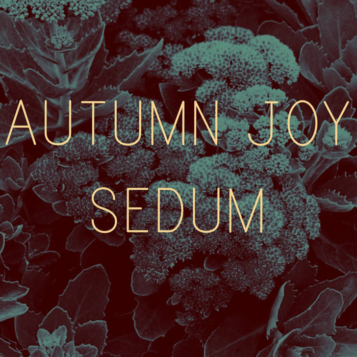 Autumn Joy Sedum cover