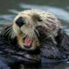 JustAnOtter thumbnail