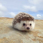 lejacquerie thumbnail