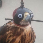 Whooleg thumbnail