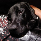 Lucas Brees thumbnail