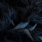 Corvus thumbnail