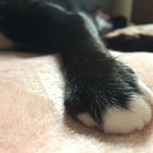Laurita thumbnail