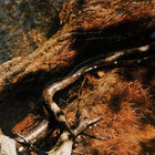 R. Fay  thumbnail