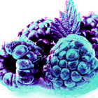 Raspberry Jones thumbnail