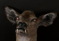 Deer Venom image