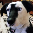 Kai thumbnail