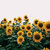 sunflower_seeds thumbnail