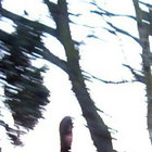 scrase thumbnail