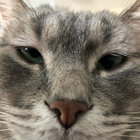 Bartolomew thumbnail