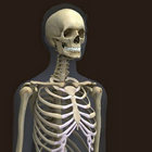The Boner thumbnail