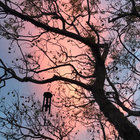 Hamish Powell thumbnail