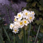 Ange Dole thumbnail
