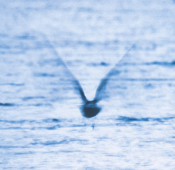Mellow Dream | Ryo Fukui | WRWTFWW Records