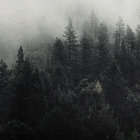 hateforestgates thumbnail