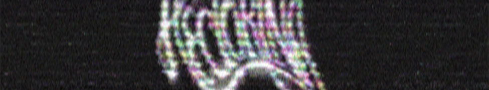 Hectorina — Photo