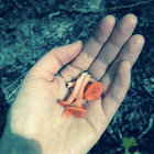 purplefinch thumbnail