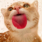 𝓬𝓪𝓽 thumbnail