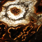 Evolnayr thumbnail