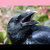 crow harassment thumbnail