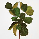 Ficus Lyrata thumbnail
