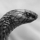Aandromalius  thumbnail