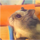 Jawkneebee thumbnail