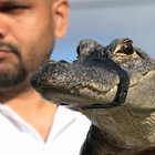 abelf77 thumbnail