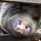 dullidulldull thumbnail