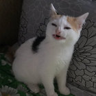 bakaderu thumbnail