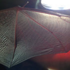 Coz Bonfield thumbnail