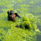 algae brother thumbnail