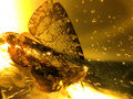 A Moth in Amber image