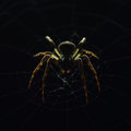 Casual Spiders image