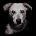 bloodsuckingflea thumbnail