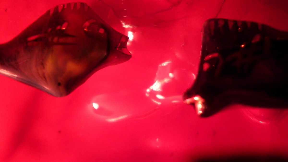 Music The Pill Boxes