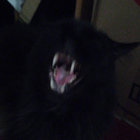 Paul thumbnail
