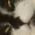 mknycha thumbnail