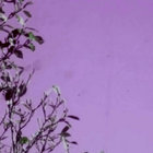 unbruin thumbnail