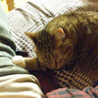 catfuck3120 thumbnail